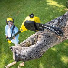 Best Seasonal Cleanup (Spring/Fall)  in Emory, VA