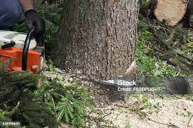 Best Firewood Processing and Delivery  in Emory, VA