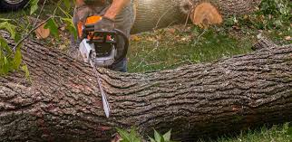 Best Tree Removal  in Emory, VA
