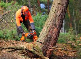 Best Fruit Tree Pruning  in Emory, VA