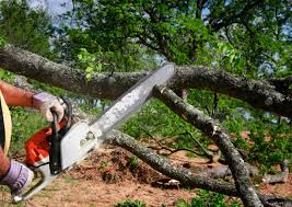 Best Tree Preservation Services  in Emory, VA
