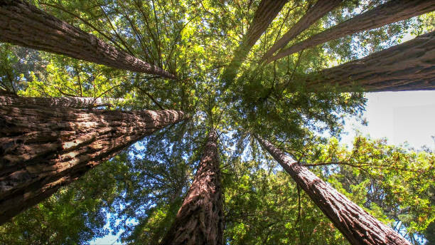 Best Tree Disease Treatment  in Emory, VA