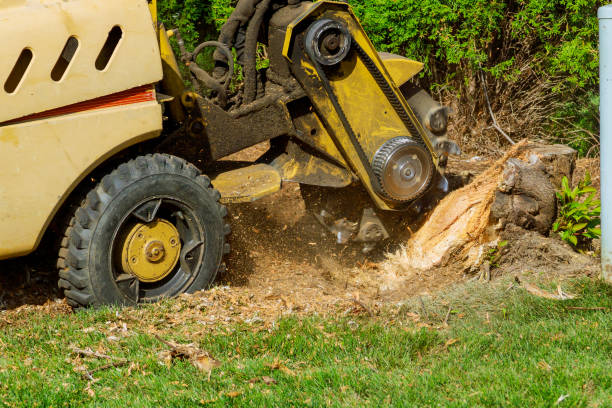 Best Tree and Shrub Care  in Emory, VA