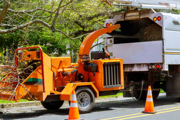 Best Tree Maintenance Programs  in Emory, VA