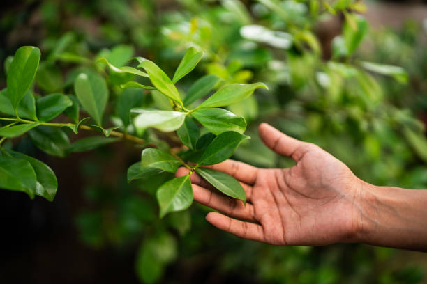 Best Tree Mulching  in Emory, VA