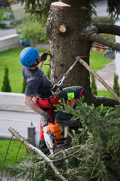 Best Tree Cabling and Bracing  in Emory, VA