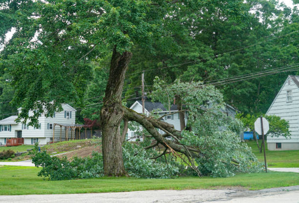 Best Tree Trimming and Pruning  in Emory, VA