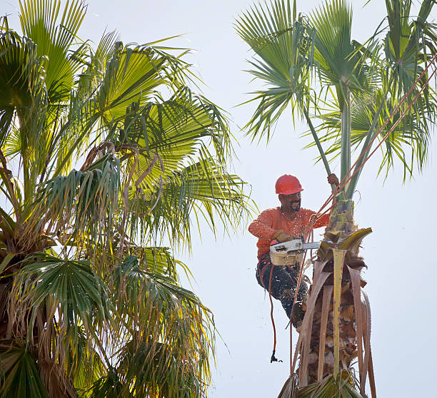 Best Tree Cabling and Bracing  in Emory, VA