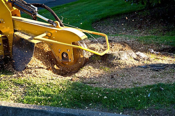 Best Sod Installation  in Emory, VA
