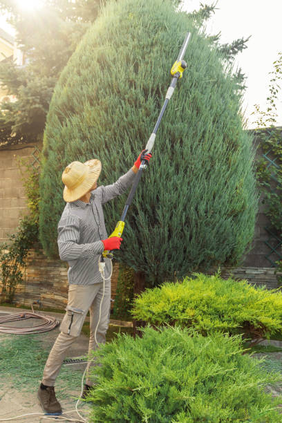 Best Lawn Maintenance Plans  in Emory, VA