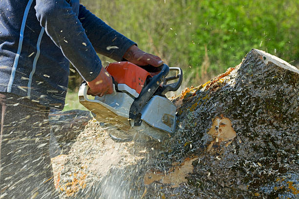 Best Soil Testing and Treatment  in Emory, VA